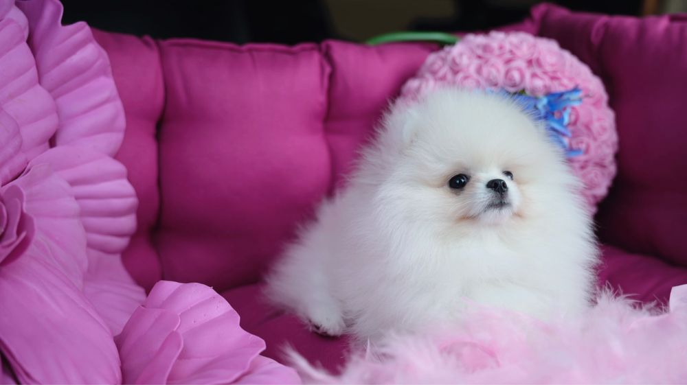 Urocza suczka Pomeranian – mały diament o wielkim sercu