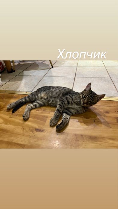 Казкові кошенята ШУКАЮТЬ родини!