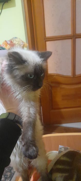 Кошенята, кошеня