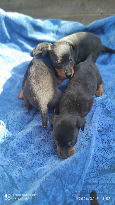 Продам цуценят ягдтер’єра