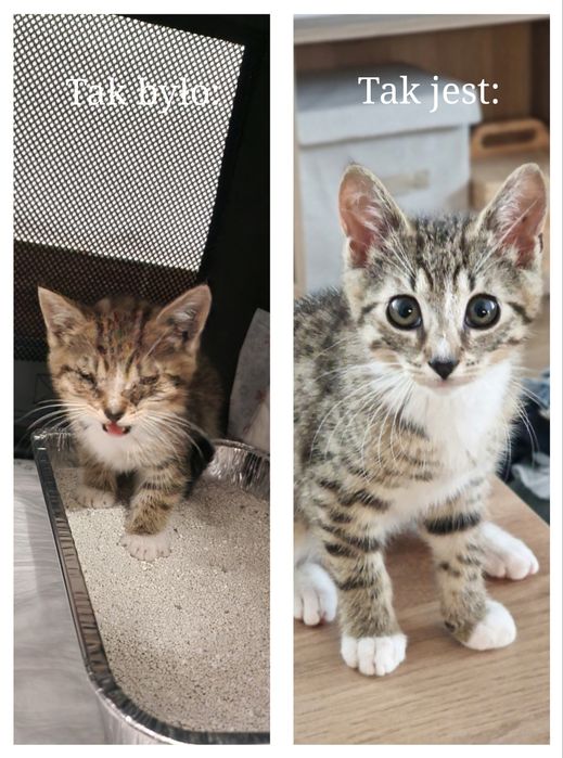 Kot Bandyta do adopcji