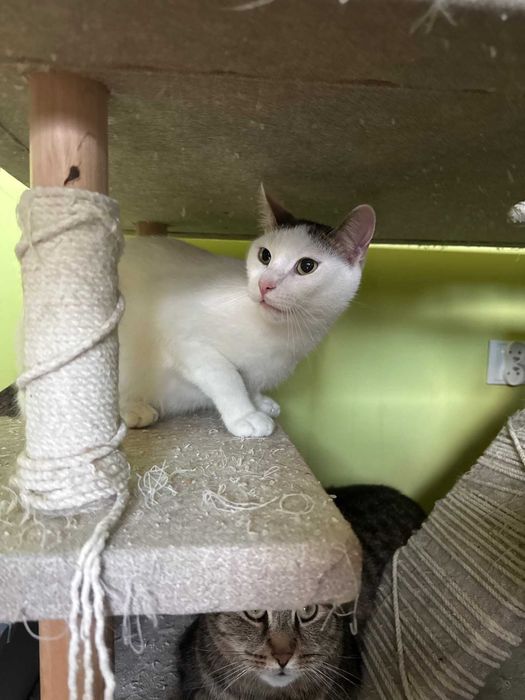 Szukamy domu dla Puszka – kocurek do adopcji