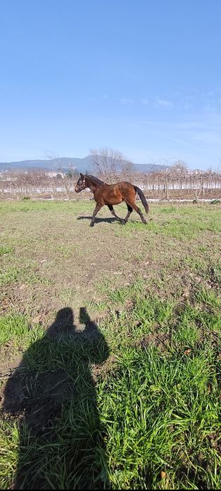 Potra cabalo de boa raça