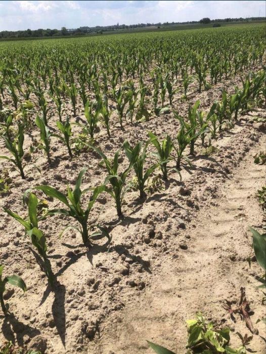 Siew kukurydzy precyzyjny, GPS, section control, vaderstad