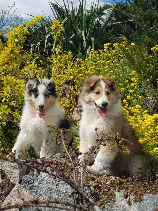 Owczarek szkocki collie