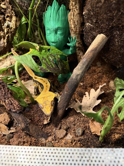 Gekon orzesiony z terrarium dorosly samiec