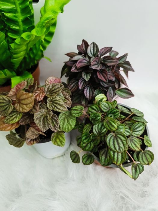 Продам набір діток пеперомій