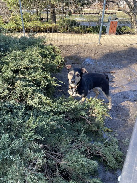 Pilnie oddam pieska Duszę