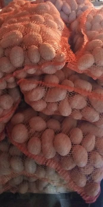 Ziemniaki jadalne i paszowe