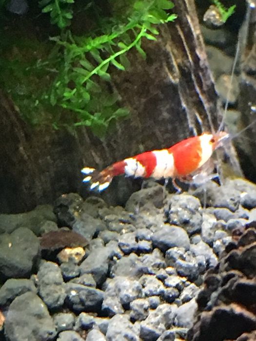 Krewetki caridina crystal red