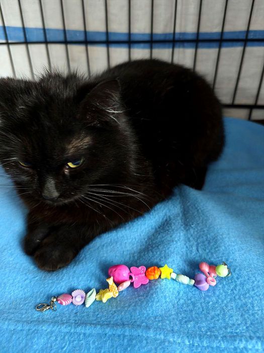 Терміново! Дуже маленька кішечка!