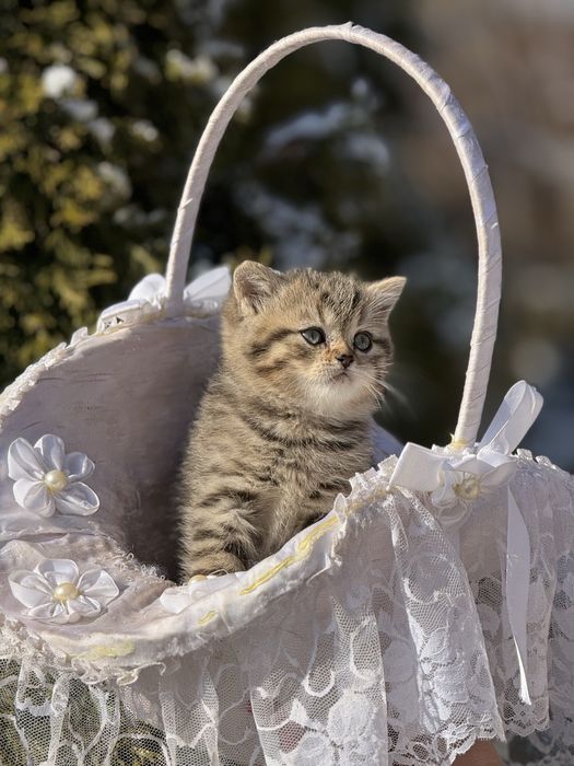 Мармурова дівчинка Золота шиншила