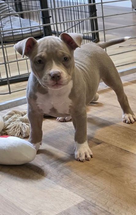 American Bully Pocket ABKC suczka