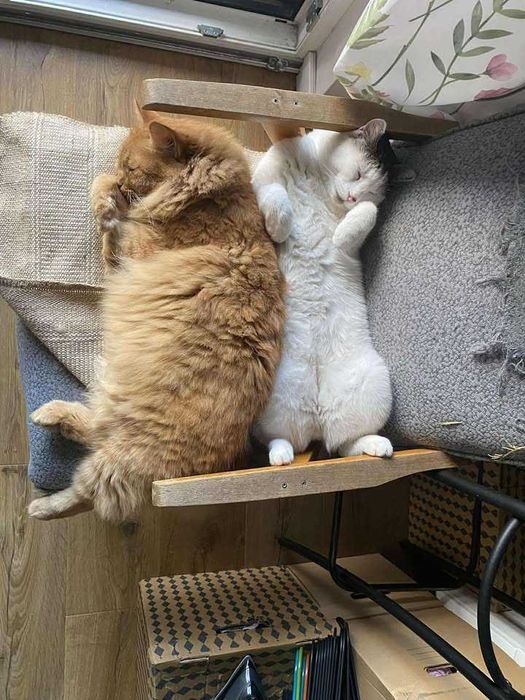 Białek – koci dżentelmen szuka swojego miejsca!