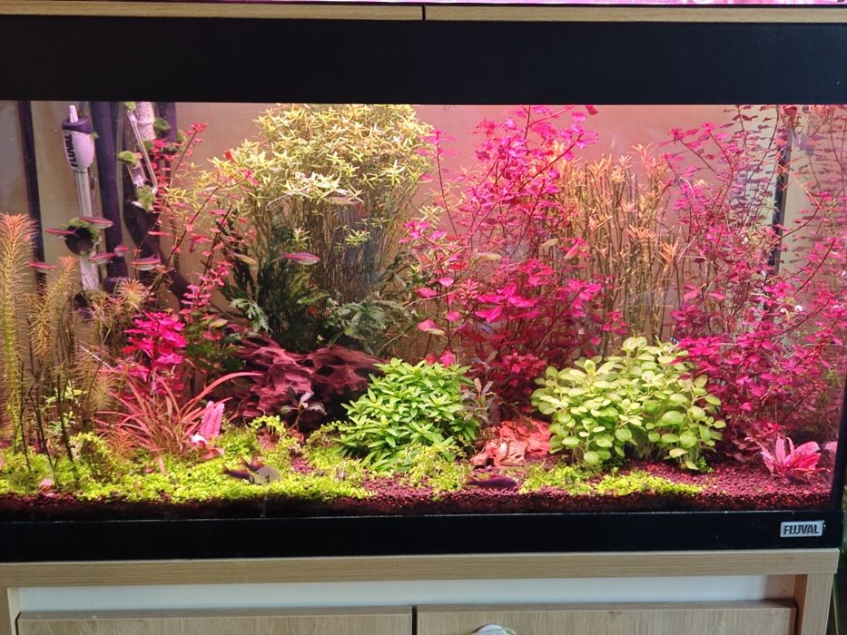 Várias plantas de aquário