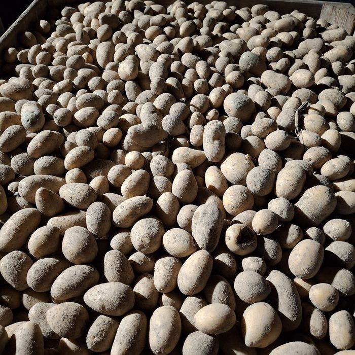 Sprzedam odpad ziemniaków