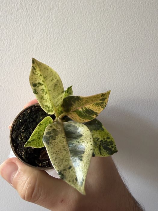 Ficus Shivereana variegata