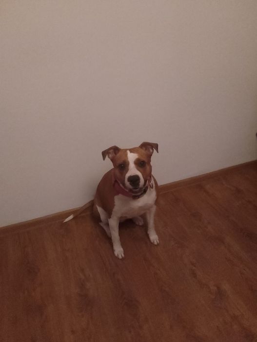 Nula szuka kochającego domu