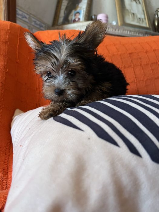 Yorkshire terrier femea miniatura excelente