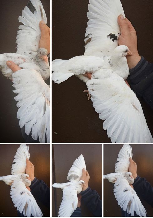 Gołębie pocztowe mlode