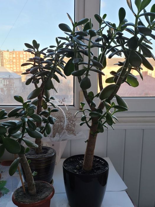 Грошове дерево або красула