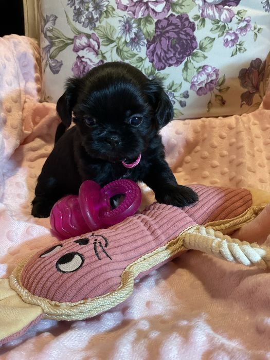 Shih - Tzu Salonowa Suczka Czarna