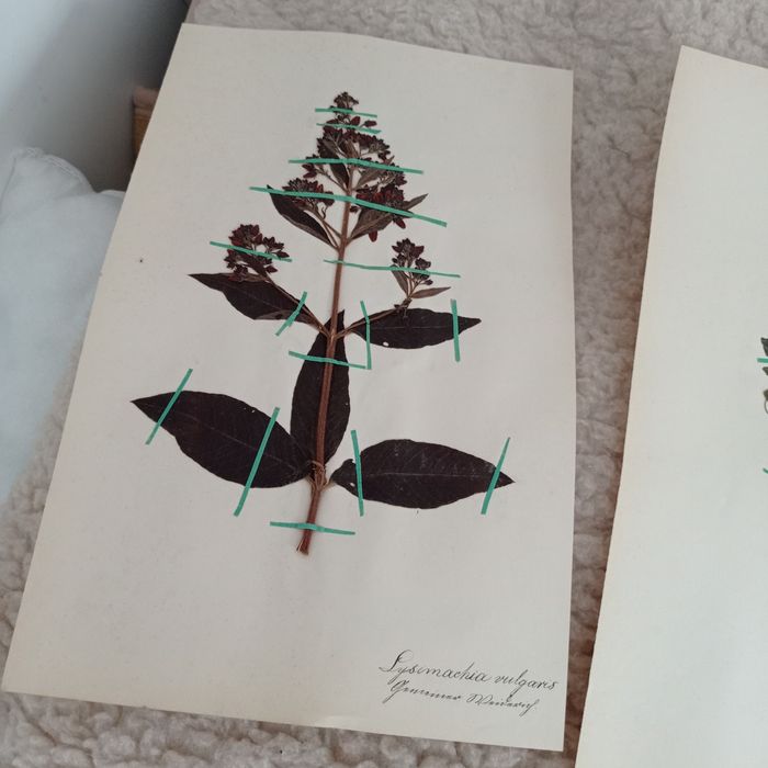 Herbarium secesyjne zielnik antyk