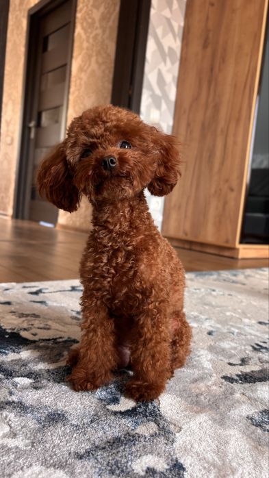 Вязка той пудель Китай