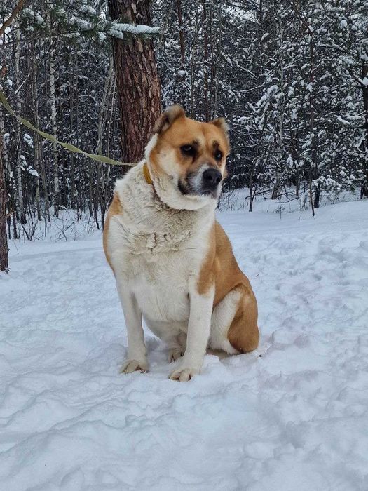 алабайка Ніка у добрі руки