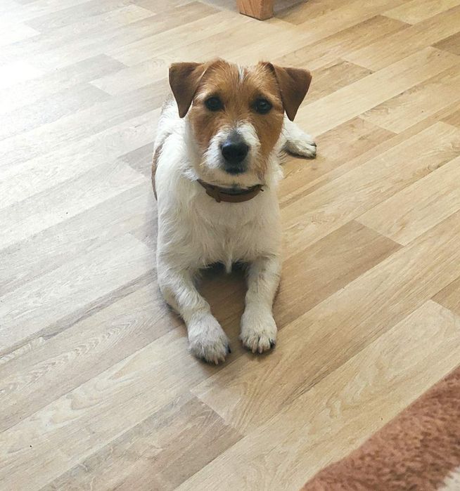 Джек рассел вязка