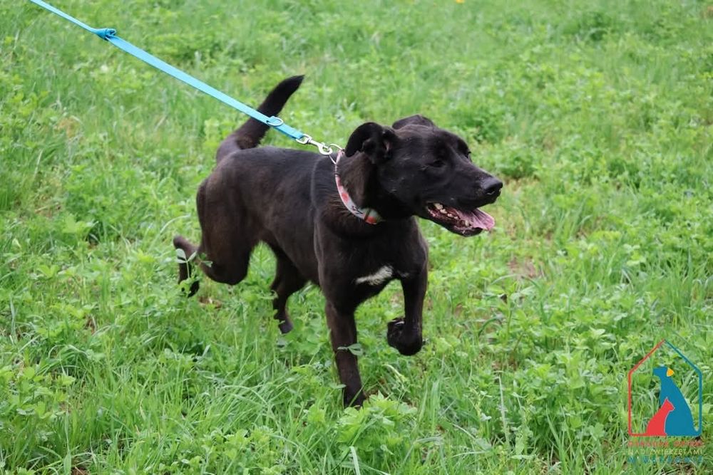 Sila 234/24 - SZUKA DOMU!