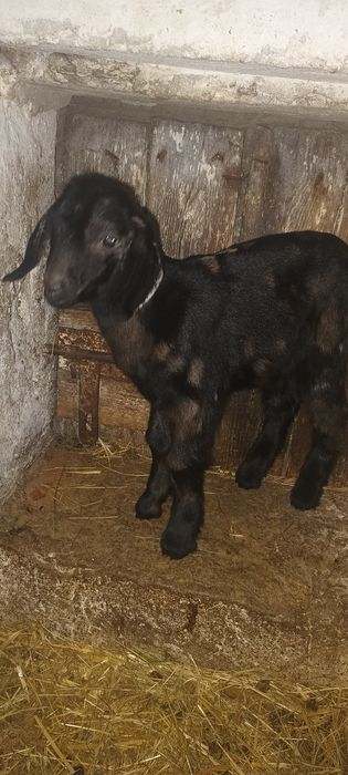 Kózki koziołki młode