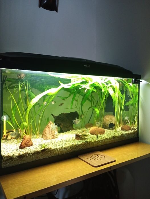 Akwarium 112 litry z zawartością