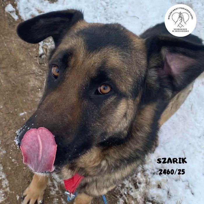 Szarik szuka domu