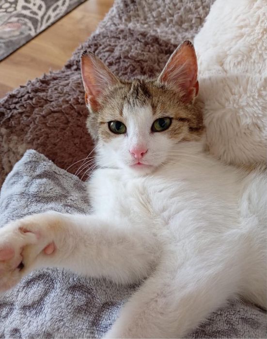 Leo - kocurek do adopcji!