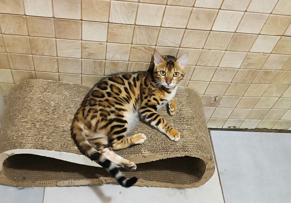 Дівчинка красуня бенгалочка