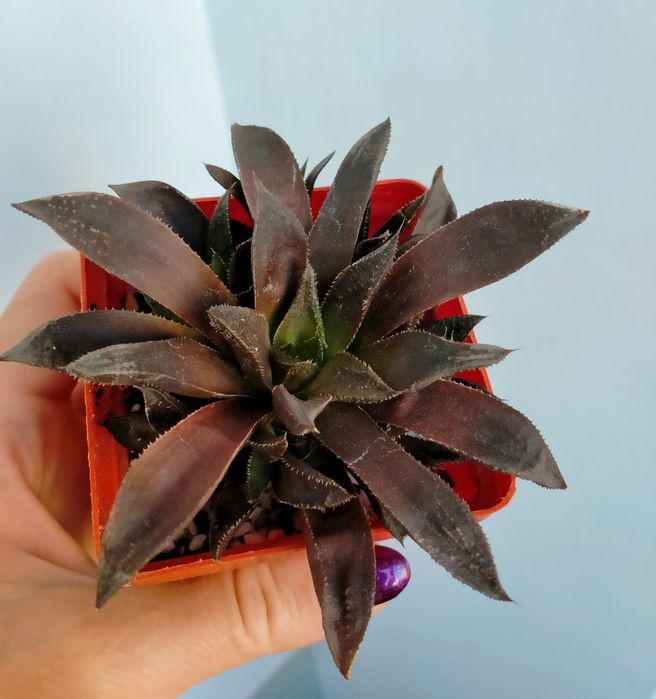 Haworthia хавортія сортова суккулент дітка