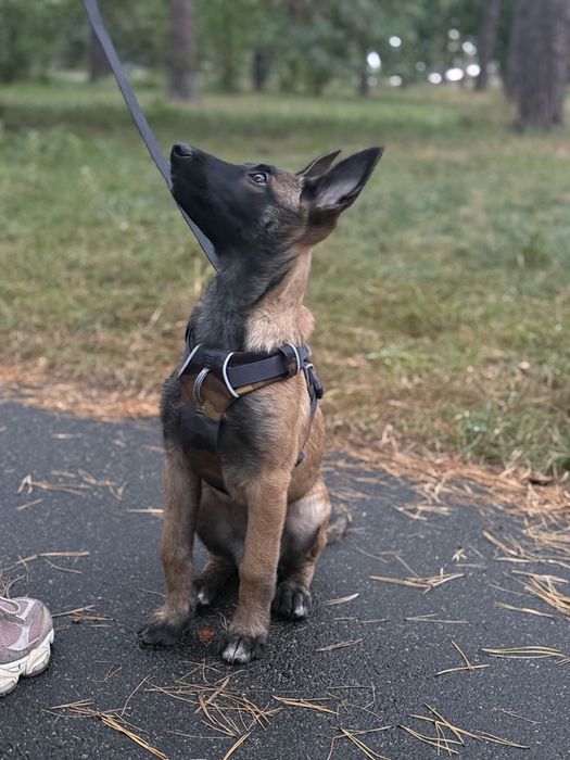 Анатомічна шлея Ruffwear Front Range
