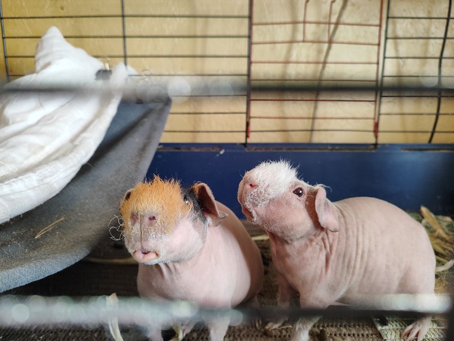 Скінні хлопчики.