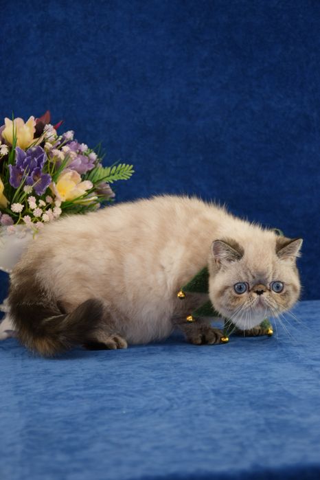 Кошеня з блакитними очима