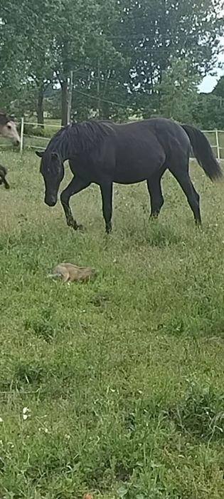 Pilnie sprzedam z bólem serca  roczną karą klaczkę(możliwość zamiany)