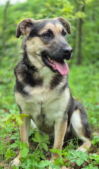 Pozytywny Forest szuka domu  / do adopcji