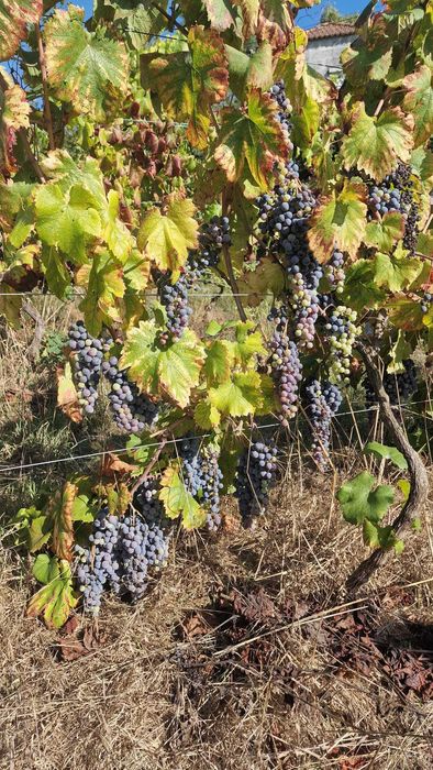 Venda de uvas, espadeiras