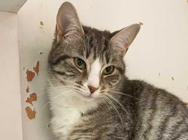 Чудова Мультя з красивими розкосими очима (1 рік). Стерил. Кошка