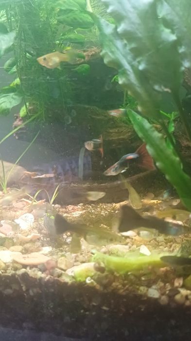 Guppy (alevins) e caracois