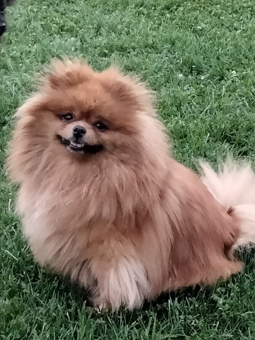 Szpic miniaturowy. Pomeranian. Piesek.