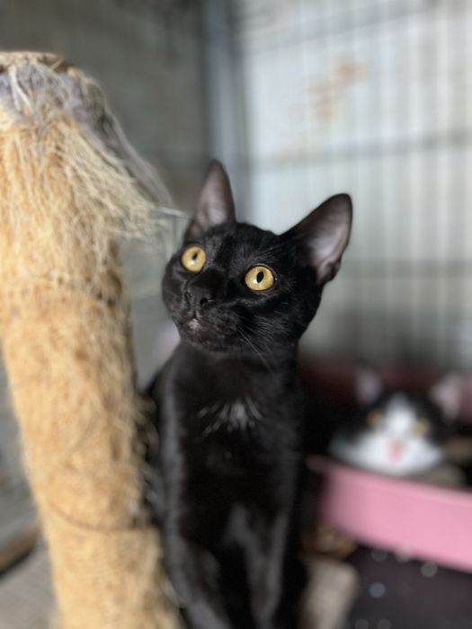 Mogli- Gatinho bebé para Adoção!