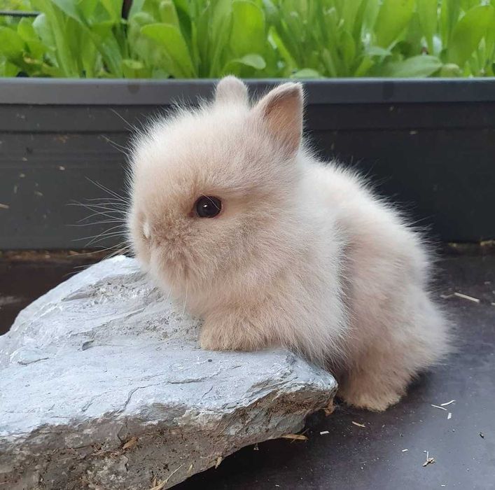 KIT completo Coelhos anões holandês mini, angorá e teddy desparasitado