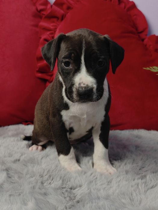 Mega rodzinna i oddana suczka Amstaff!