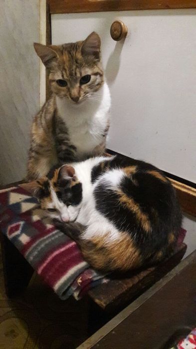 Котенята в добрі руки